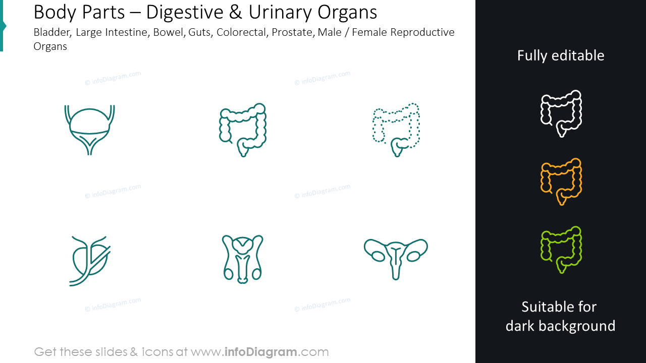 Organes digestifs et urinaires : vessie, gros intestin, intestin.