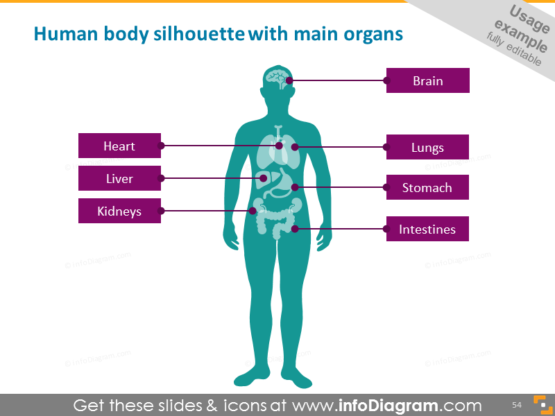 Human silhouette, main organs 