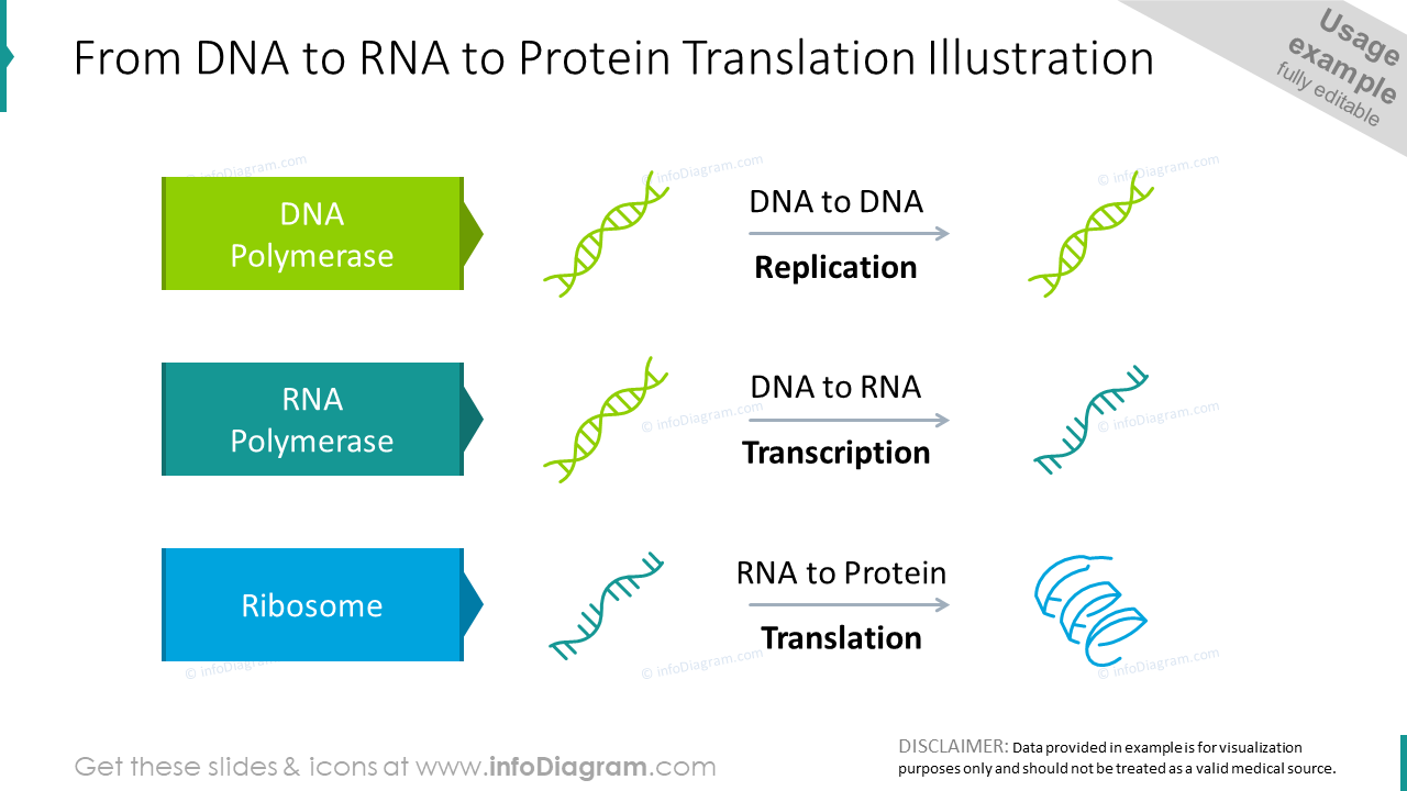 From DNA to RNA to protein translation graphics