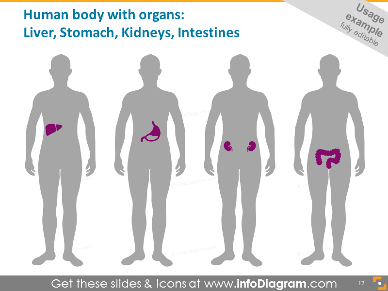 Human Body with Organs example:Liver, Kidneys, Stomach, Intestines