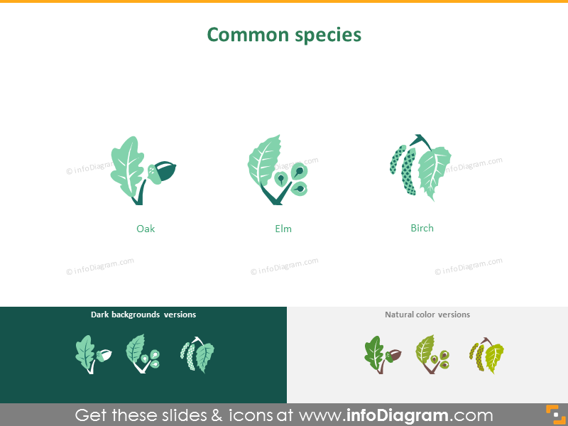 Silvicultura: especies comunes