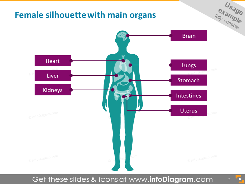 female silhouette with main organs