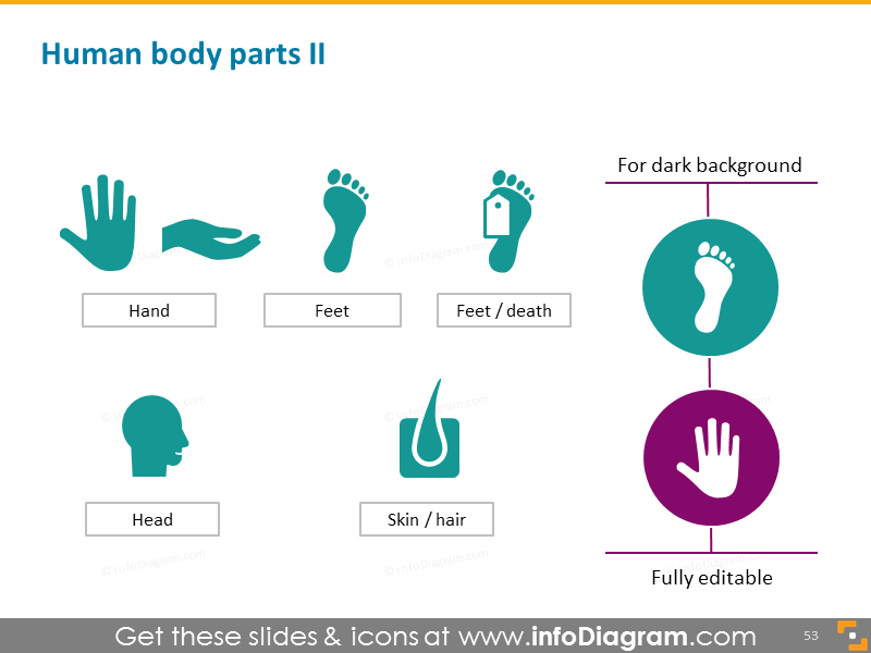 Parties du corps humain : main, pieds, cerveau, peau