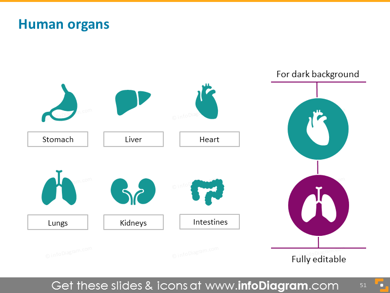 Organes humains : estomac, foie, cœur, poumons, reins, intestins