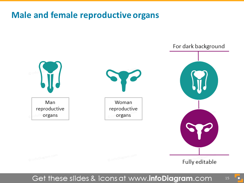Male and Female Reproductive Organs