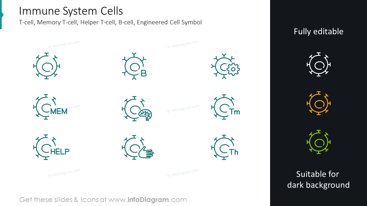 Immune system cells: T-cell, memory T-cell, helper T-cell