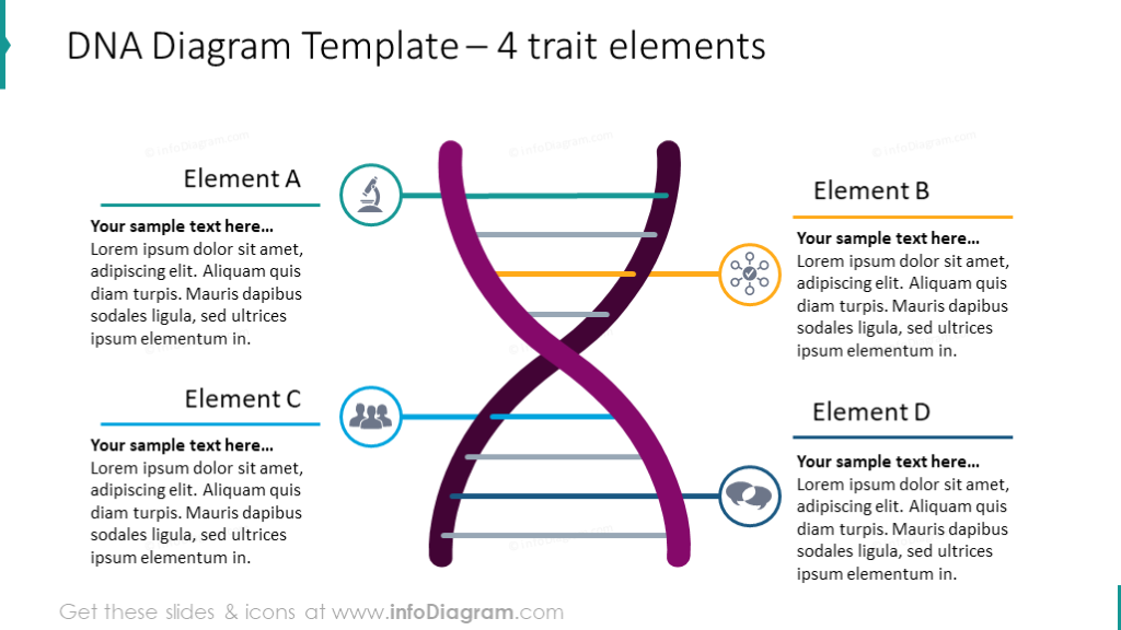 DNA diagram illustrated with 4 elements​