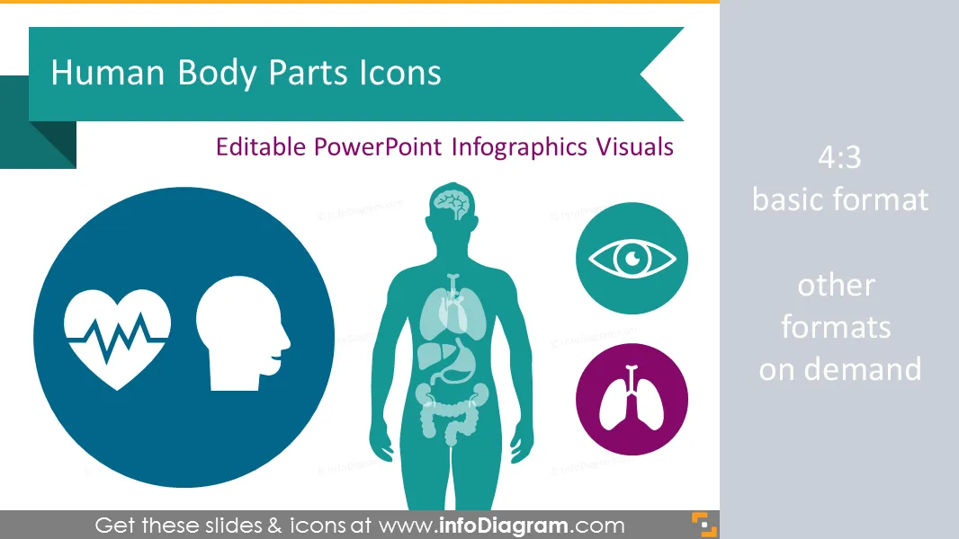Human Body Parts Organs Infographics (PPT Icons) preview 1