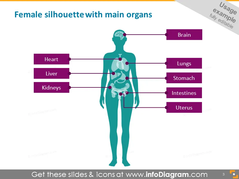 Human Body Parts Organs Infographics (PPT Icons) preview 3
